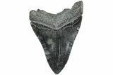 Fossil Megalodon Tooth - South Carolina #235715-1
